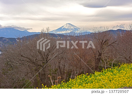 菜の花と富士山 神奈川県 吾妻山公園 菜の花と富士山 神奈川県 吾妻山公園 137720507