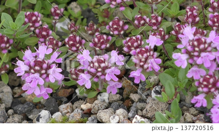 イブキジャコウソウの花 137720516