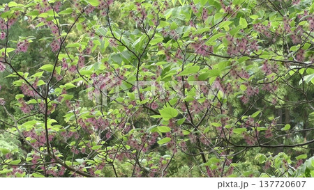 楮の花 137720607