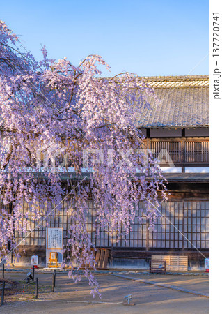 【桜素材】朝日を浴びる麻績の里の舞台桜【長野県】 【桜素材】朝日を浴びる麻績の里の舞台桜【長野県】 137720741