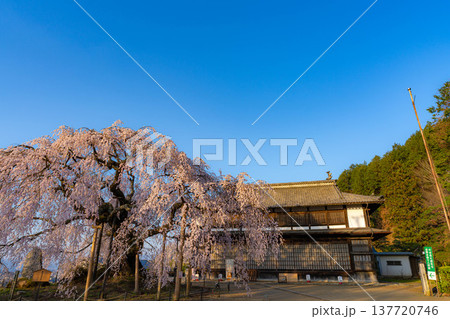 【桜素材】朝日を浴びる麻績の里の舞台桜【長野県】 【桜素材】朝日を浴びる麻績の里の舞台桜【長野県】 137720746