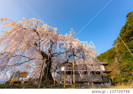 【桜素材】朝日を浴びる麻績の里の舞台桜【長野県】 【桜素材】朝日を浴びる麻績の里の舞台桜【長野県】 137720748