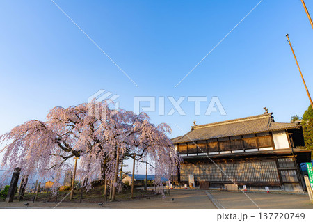 【桜素材】朝日を浴びる麻績の里の舞台桜【長野県】 137720749