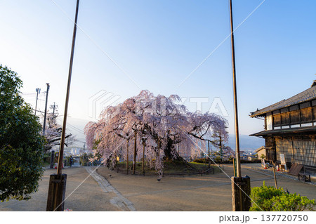 【桜素材】朝日を浴びる麻績の里の舞台桜【長野県】 【桜素材】朝日を浴びる麻績の里の舞台桜【長野県】 137720750