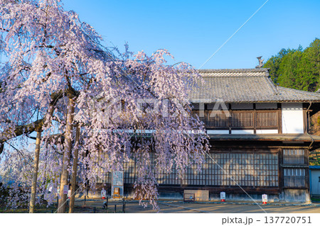 【桜素材】朝日を浴びる麻績の里の舞台桜【長野県】 【桜素材】朝日を浴びる麻績の里の舞台桜【長野県】 137720751