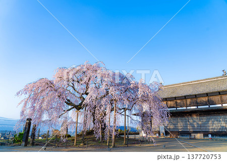 【桜素材】朝日を浴びる麻績の里の舞台桜【長野県】 137720753
