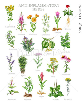 Anti-inflammatory herbs vintage style illustration set. Hand drawn different medicinal plants for inflammation healing collection. Calendula, rosemary, sage, lavender, thyme on white background Anti-inflammatory herbs vintage style illustration set. Hand drawn different medicinal plants for inflammation healing collection. Calendula, rosemary, sage, lavender, thyme on white background 137720760