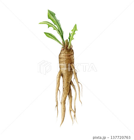 Fresh chicory plant root with small leaves watercolor illustration. Hand drawn Cichorium intybus medicinal wildflower element. Raw fresh chicory herb root isolated on white background Fresh chicory plant root with small leaves watercolor illustration. Hand drawn Cichorium intybus medicinal wildflower element. Raw fresh chicory herb root isolated on white background 137720763
