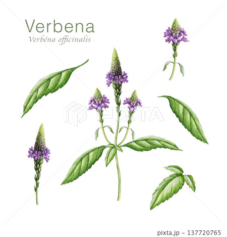 Vervain herb element set. Hand drawn verbena plant vintage style botanical watercolor illustration. Aromatic medicinal verbena officinalis herb flowers, leaves, stems collection on white background 137720765