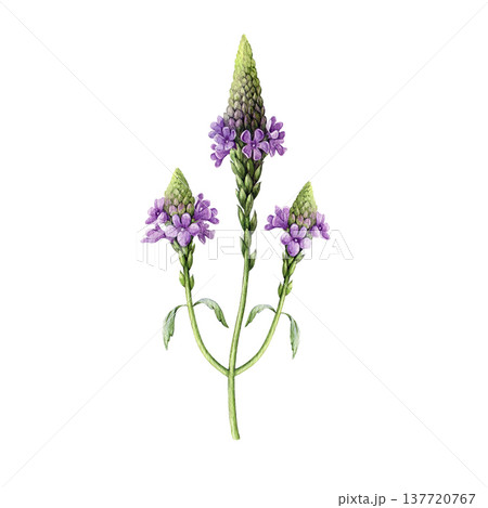 Verbena officinalis herb watercolor illustration. Hand drawn vervain plant vintage style botanical image. Aromatic medicinal verbena herb flowers isolated on white background 137720767