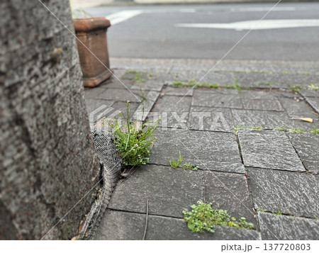 ミチタネツケバナ(と思われる)が歩道などの隙間に咲いている/The plant ミチタネツケバナ(と思われる)が歩道などの隙間に咲いている/The plant 137720803