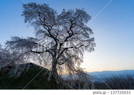 【桜素材】朝日を浴びる麻績の里の石塚桜【長野県】 【桜素材】朝日を浴びる麻績の里の石塚桜【長野県】 137720833