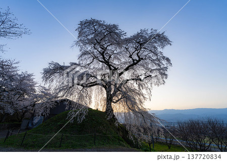 【桜素材】朝日を浴びる麻績の里の石塚桜【長野県】 【桜素材】朝日を浴びる麻績の里の石塚桜【長野県】 137720834