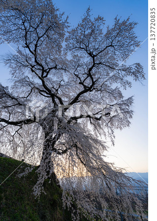 【桜素材】朝日を浴びる麻績の里の石塚桜【長野県】 【桜素材】朝日を浴びる麻績の里の石塚桜【長野県】 137720835