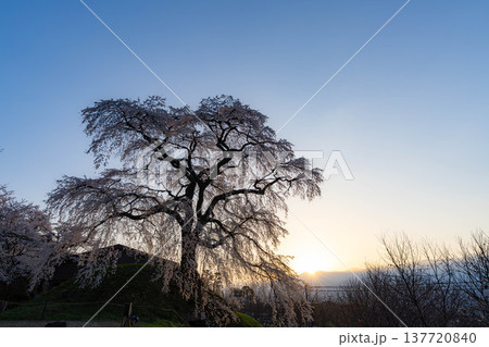 【桜素材】朝日を浴びる麻績の里の石塚桜【長野県】 【桜素材】朝日を浴びる麻績の里の石塚桜【長野県】 137720840