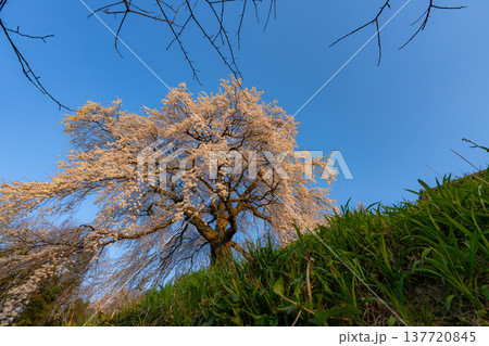 【桜素材】朝日を浴びる麻績の里の石塚桜【長野県】 【桜素材】朝日を浴びる麻績の里の石塚桜【長野県】 137720845