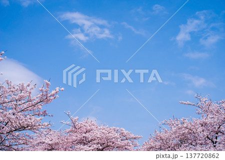 爽やかな青空と満開の桜《三重県 四日市市 鹿化川千本桜》 爽やかな青空と満開の桜《三重県 四日市市 鹿化川千本桜》 137720862