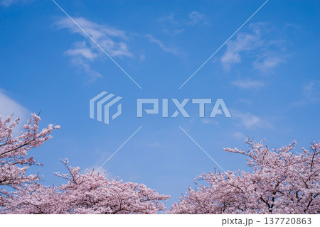 爽やかな青空と満開の桜《三重県 四日市市 鹿化川千本桜》 137720863