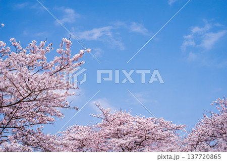 爽やかな青空と満開の桜《三重県 四日市市 鹿化川千本桜》 137720865