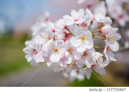 満開の桜《三重県 四日市市 鹿化川千本桜》 満開の桜《三重県 四日市市 鹿化川千本桜》 137720867