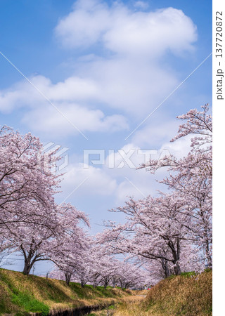 爽やかな青空と満開の桜《三重県 四日市市 鹿化川千本桜》 137720872
