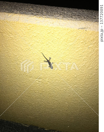 Gecko 01 Gecko 01 137720891