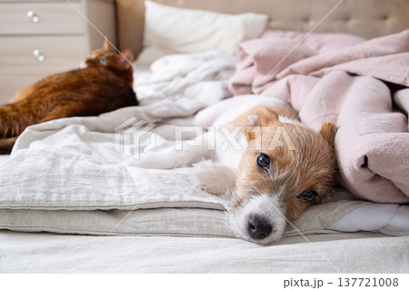 Jack Russell Terrier dog lying on bed with ginger cat. 137721008
