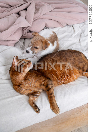 Bengal cat and small jack russel puppy lying together on soft bed linen. Bengal cat and small jack russel puppy lying together on soft bed linen. 137721009