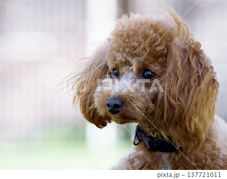 トイプードルのポートレート 137721011