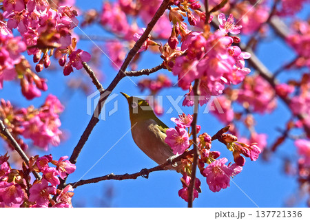 桜ジロー　春の花　河津桜 137721336