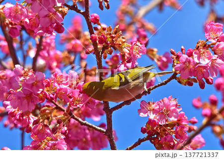 桜ジロー　春の花　河津桜 137721337