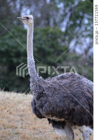 坂の途中で立ち止まって遠くを見るダチョウ 137721569