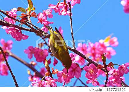 桜ジロー 春の花 河津桜 桜ジロー 春の花 河津桜 137721593