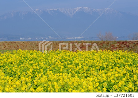 菜の花畑と雪山の早春イメージ風景 137721603