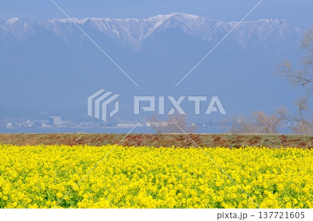 菜の花畑と雪山の早春イメージ風景 137721605