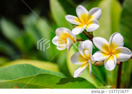 Radiant tropical frangipani flowers closeup gold yellow and white petals lush foliage vibrant exotic nature background serene botanical macro 137721677