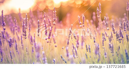 Dreamy lavender flowers macro warm sunset glow idyllic spring summer floral garden nature background radiant bloom Dreamy lavender flowers macro warm sunset glow idyllic spring summer floral garden nature background radiant bloom 137721685