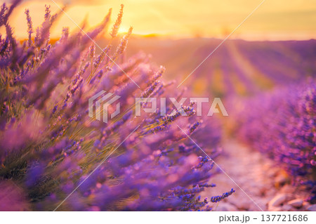 Dreamy abstract lavender flowers closeup glowing sunset sky clouds blur idyllic summer floral nature landscape artistic background 137721686
