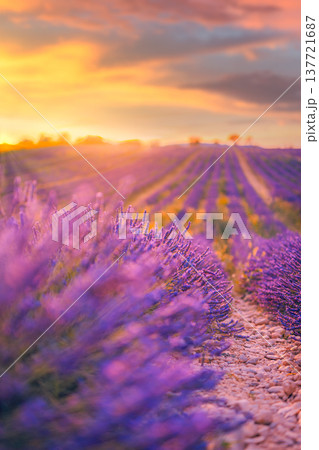 Radiant abstract lavender blossom closeup dreamy sunset sky clouds soft blur idyllic summer floral nature landscape artistic wallpaper background 137721687