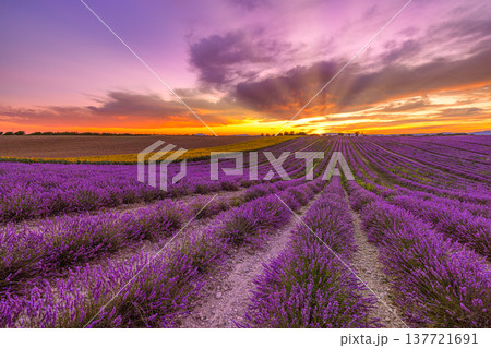 Picturesque lavender fields Provence France majestic sunset sky panoramic Valensole summer bloom vibrant floral countryside landscape Picturesque lavender fields Provence France majestic sunset sky panoramic Valensole summer bloom vibrant floral countryside landscape 137721691