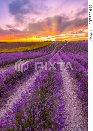 Majestic radiant sunset lavender fields Valensole Provence France breathtaking panoramic summer floral landscape vibrant purple bloom scenic countryside Majestic radiant sunset lavender fields Valensole Provence France breathtaking panoramic summer floral landscape vibrant purple bloom scenic countryside 137721693