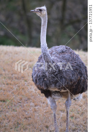 もうすぐ桜の季節だなあと心待ちにするダチョウ 137721951