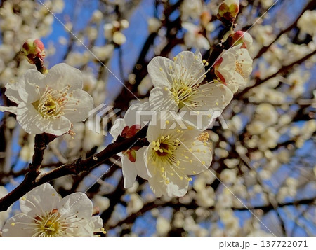 白い梅の花 137722071