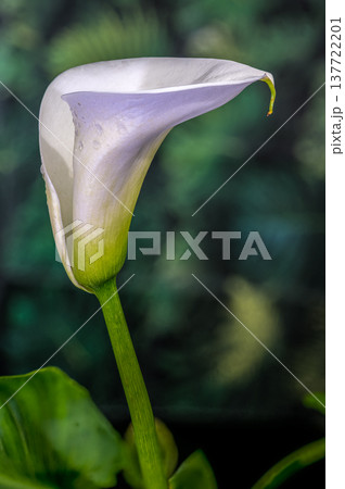Elegant White Calla Lily Profile Against Lush Green Background Elegant White Calla Lily Profile Against Lush Green Background 137722201