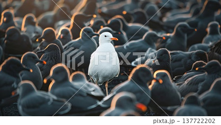 white bird between black and grey, standing out from the crowd, originality and uniqueness, one of a kind, different and extraordinary person concept 137722202