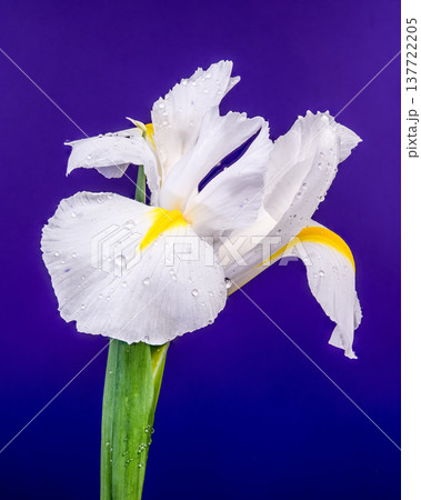 White Iris Flower With Yellow Detail On Deep Purple Background White Iris Flower With Yellow Detail On Deep Purple Background 137722205