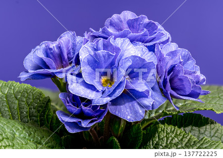 Macro Blue Primrose Flowers with Water Drops on Purple Background Macro Blue Primrose Flowers with Water Drops on Purple Background 137722225