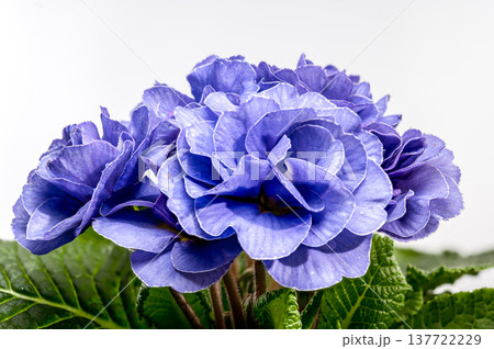 Blue Primrose Flowers with Water Drops Isolated on White Background 137722229