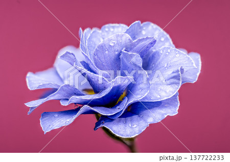 Single Blue Double Primrose Flower with Water Drops on Pink Background Single Blue Double Primrose Flower with Water Drops on Pink Background 137722233
