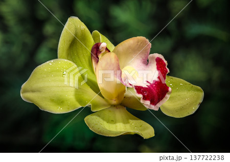 Green Cymbidium Orchid Flower With Burgundy Lip On Natural Green Background 137722238